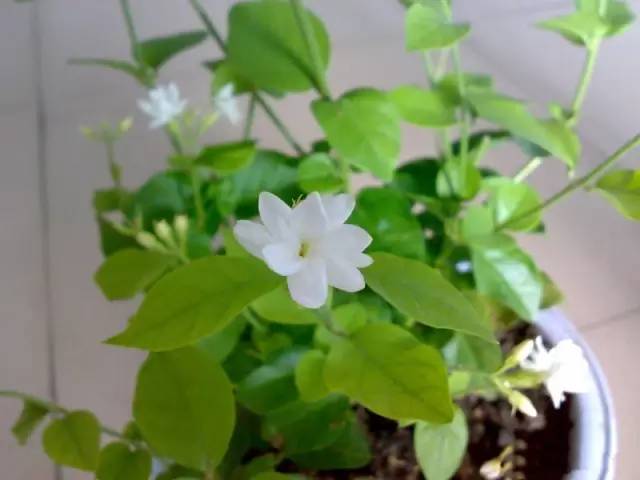 花卉綠植_花卉綠植文案_花卉綠植圖片