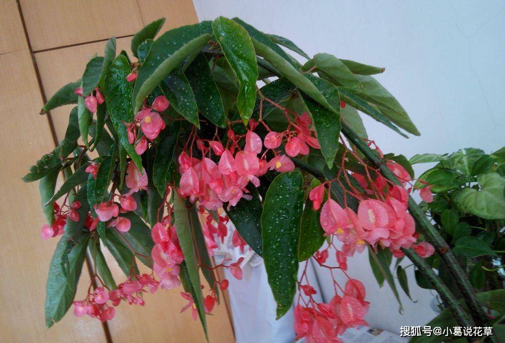 <strong>花期最長的室內(nèi)綠植，一年四季開花，比綠蘿還好養(yǎng)，扦插就能活</strong>