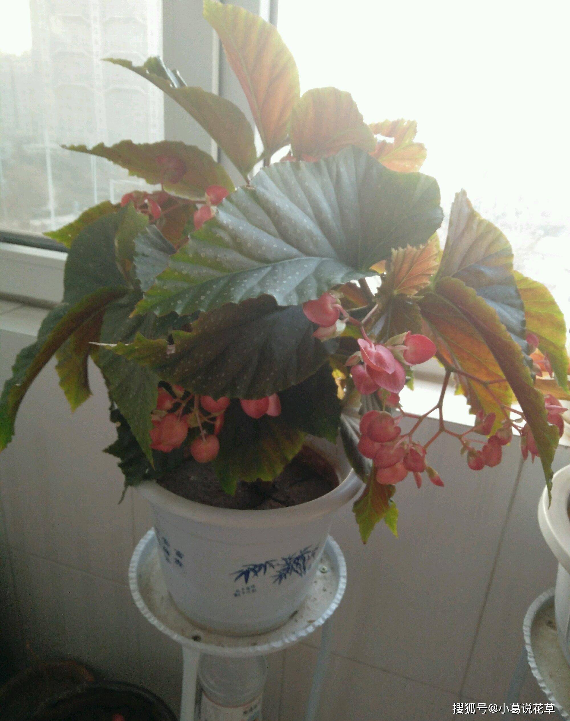 適合四季養的室內綠植_一年四季好養的室內植物_四季放室內好養活的綠植