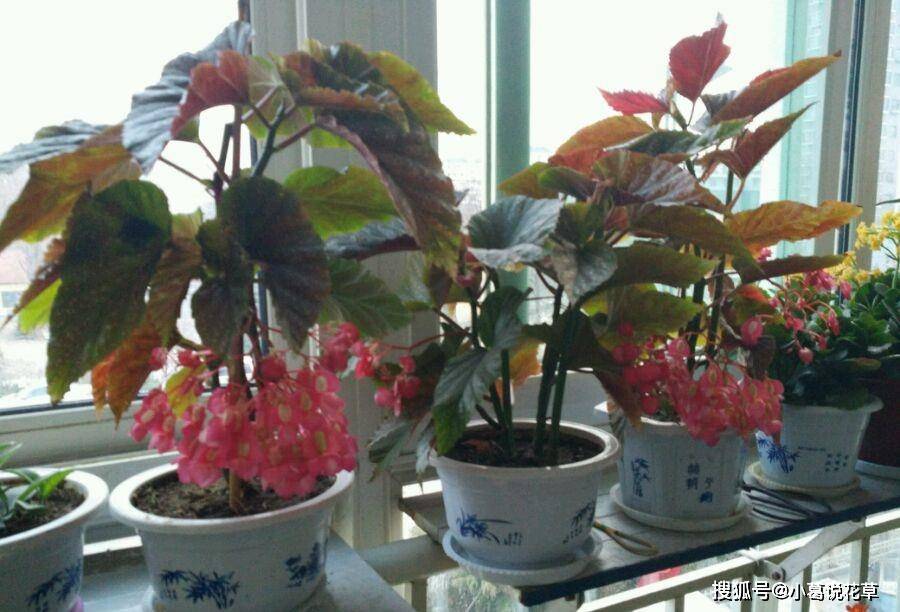 四季放室內好養活的綠植_一年四季好養的室內植物_適合四季養的室內綠植
