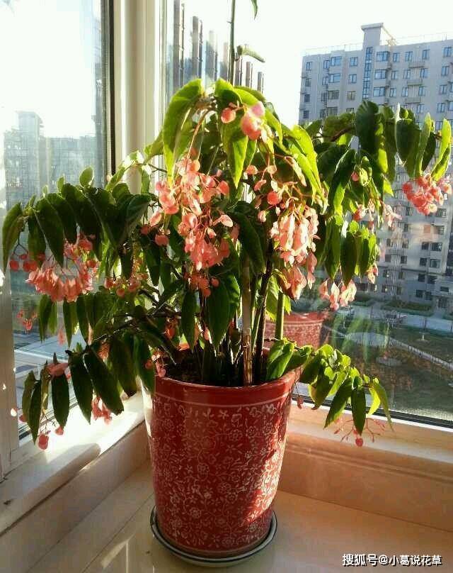 一年四季好養的室內植物_適合四季養的室內綠植_四季放室內好養活的綠植