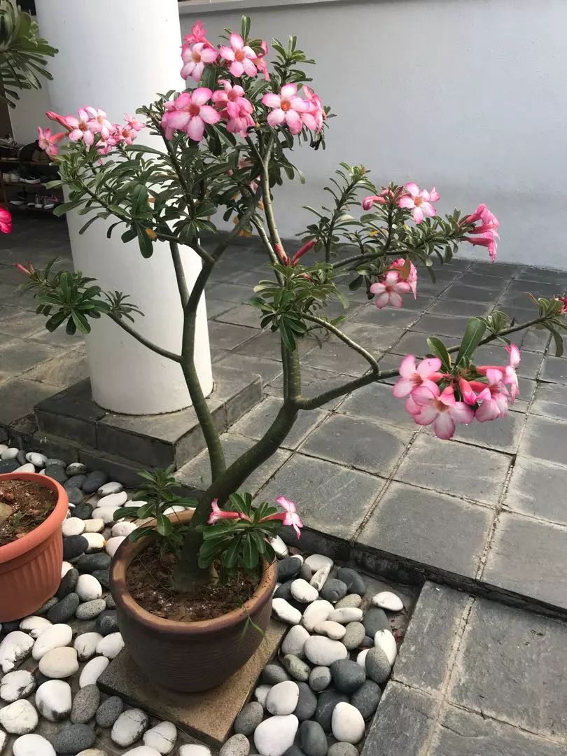 盆栽玫瑰養買花新品種好嗎_新買的盆栽玫瑰花咋養_盆栽玫瑰可以養多久