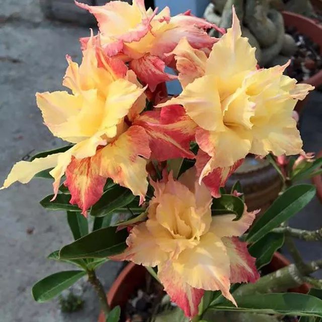 盆栽玫瑰養買花新品種好嗎_盆栽玫瑰可以養多久_新買的盆栽玫瑰花咋養