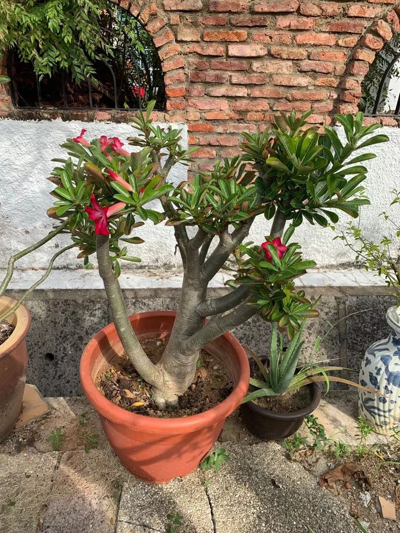 盆栽玫瑰養買花新品種好嗎_盆栽玫瑰可以養多久_新買的盆栽玫瑰花咋養