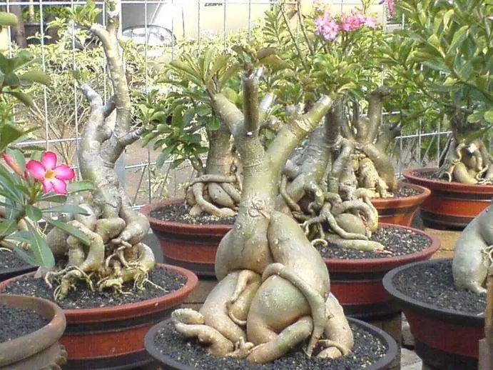 新買的盆栽玫瑰花咋養_盆栽玫瑰養買花新品種好嗎_盆栽玫瑰可以養多久