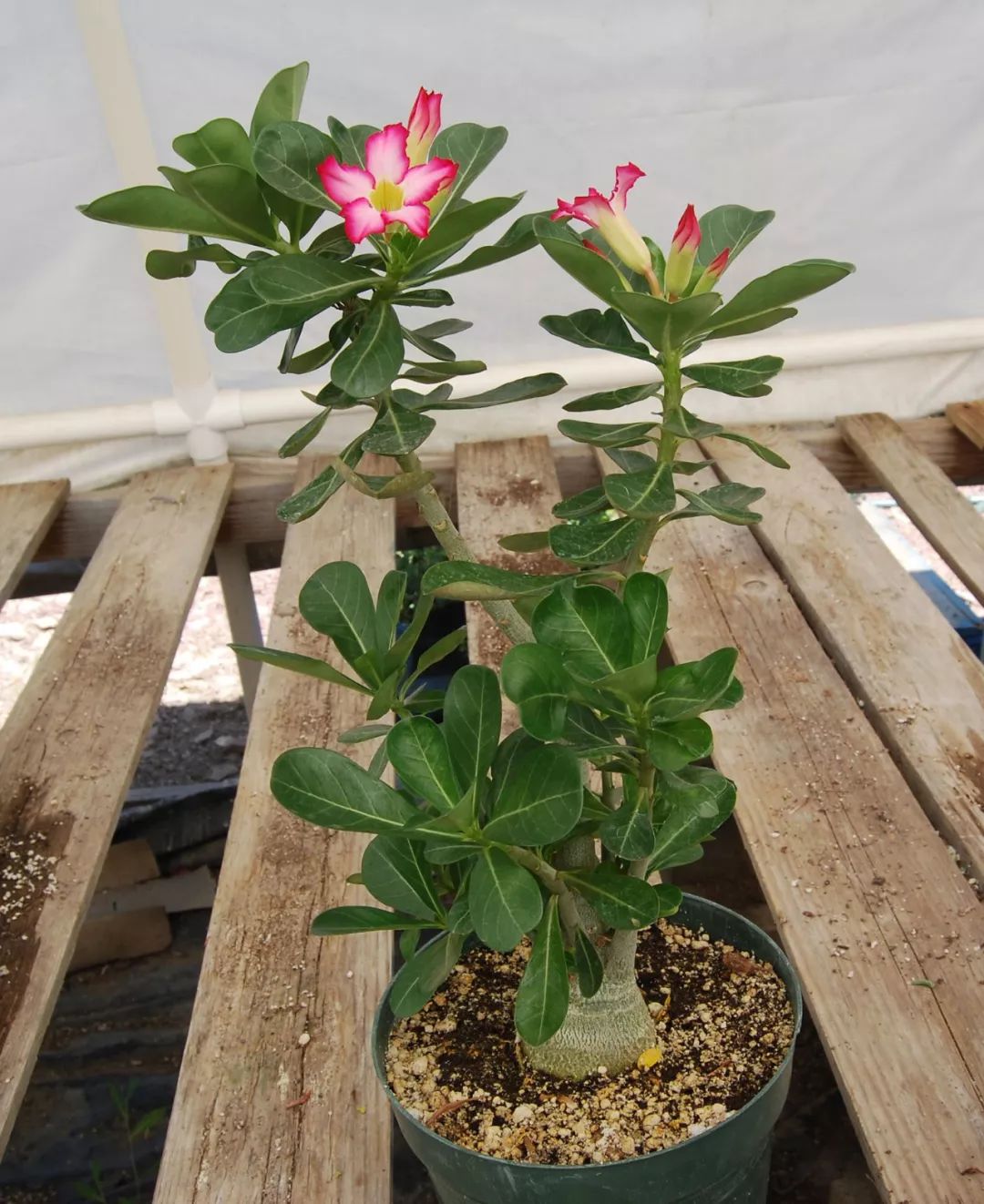 盆栽玫瑰養買花新品種好嗎_新買的盆栽玫瑰花咋養_盆栽玫瑰可以養多久