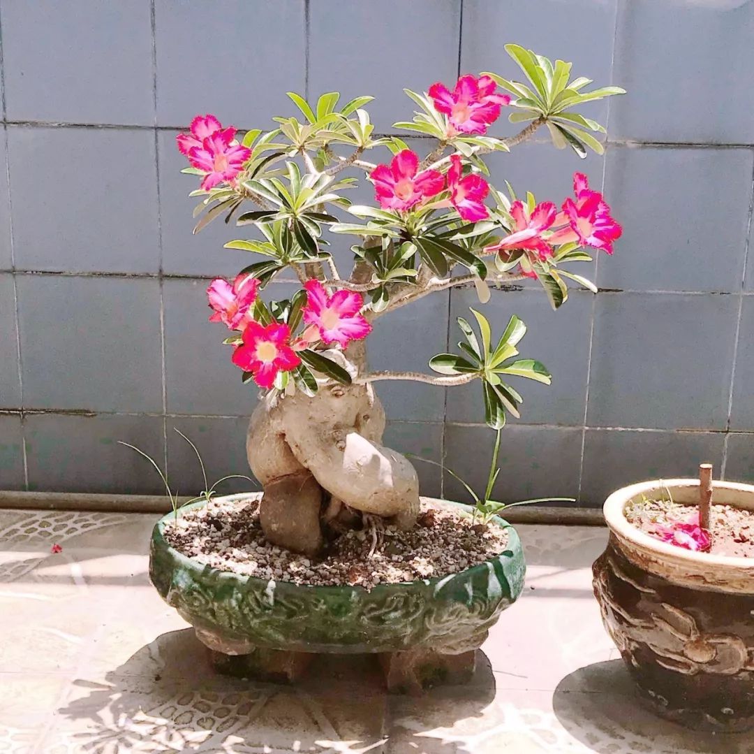 盆栽玫瑰養買花新品種好嗎_盆栽玫瑰可以養多久_新買的盆栽玫瑰花咋養