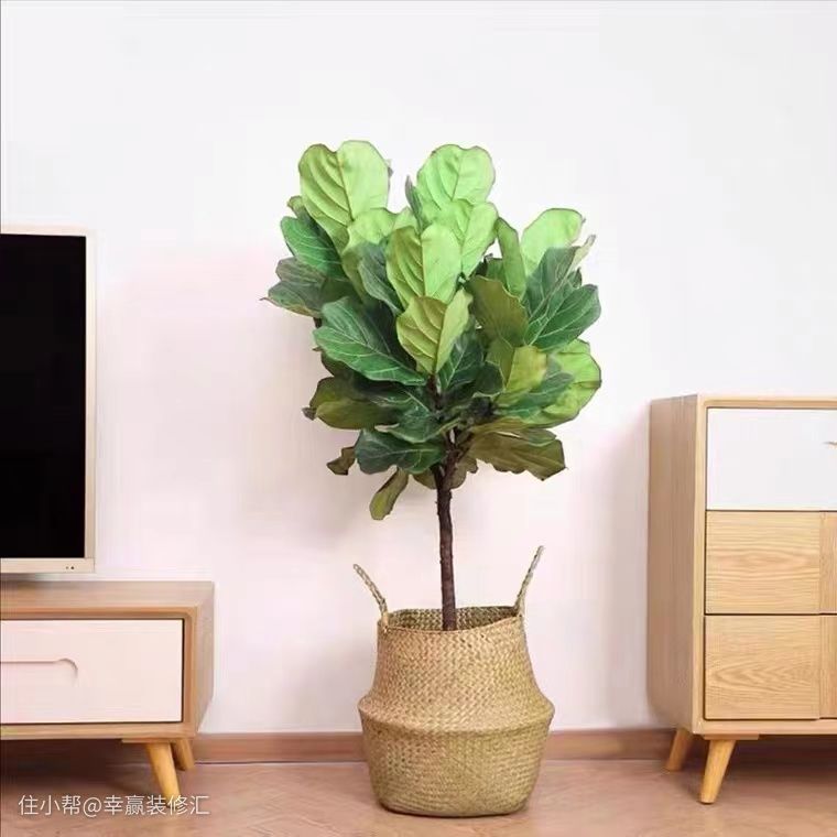 20種適合養在室內的家居綠植，讓你的家美美的！