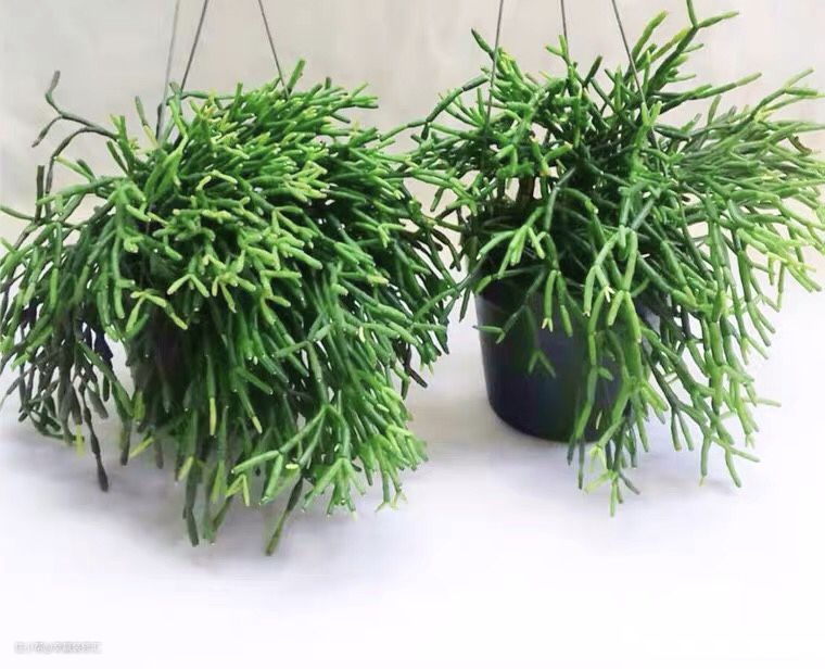 凈化室內空氣植物_凈化室內空氣的綠植_室內空氣凈化綠植
