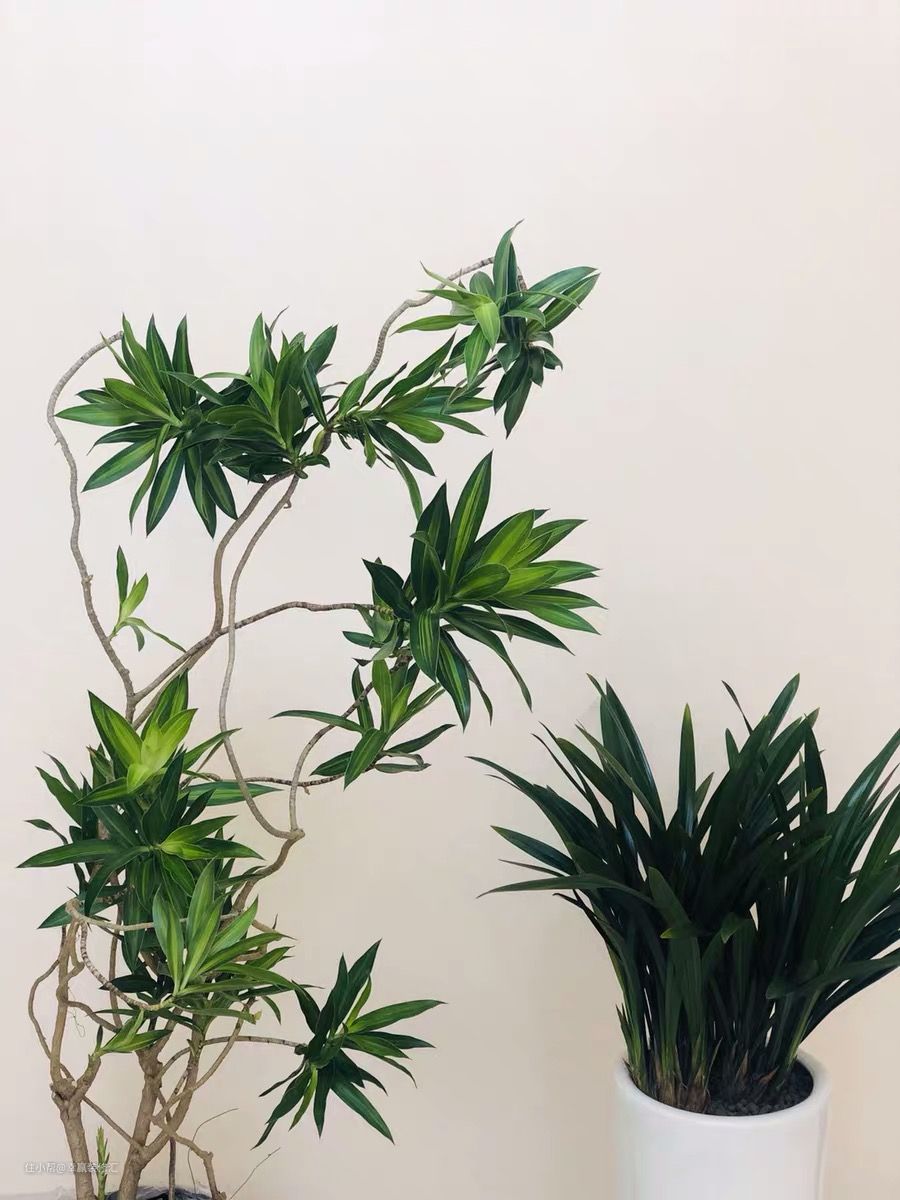 凈化室內空氣植物_凈化室內空氣的綠植_室內空氣凈化綠植