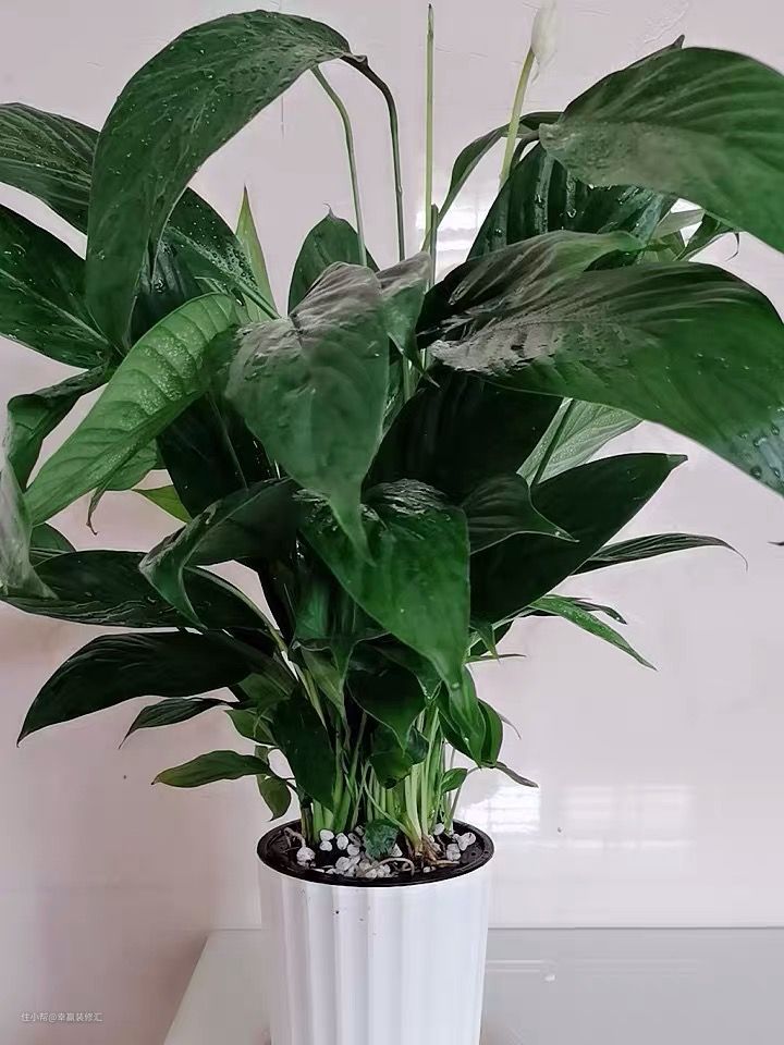 凈化室內空氣植物_室內空氣凈化綠植_凈化室內空氣的綠植