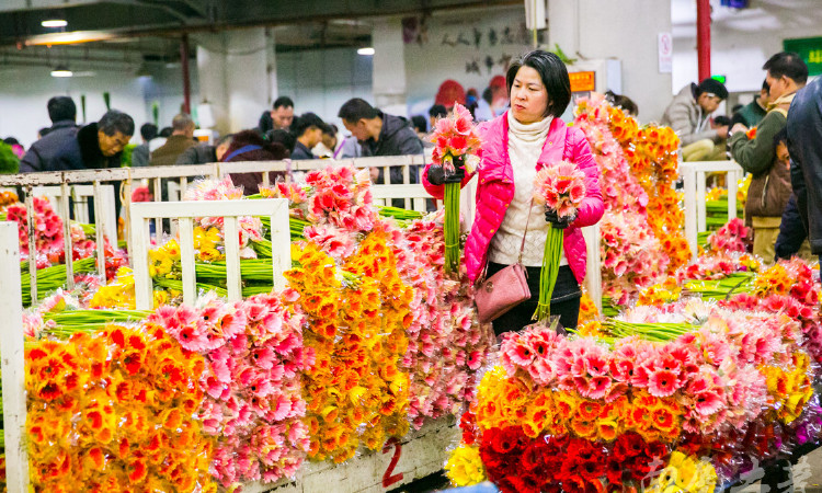 昆明斗南花卉市場——中國最大，鮮花白菜價！