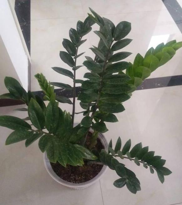 用什么花盆養(yǎng)花好？5種材質(zhì)各有優(yōu)劣，找出"最適合的"很關(guān)鍵