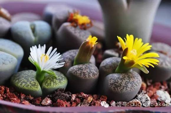 多肉植物的花瓣_花瓣植物多肉圖片_花瓣植物多肉怎么養