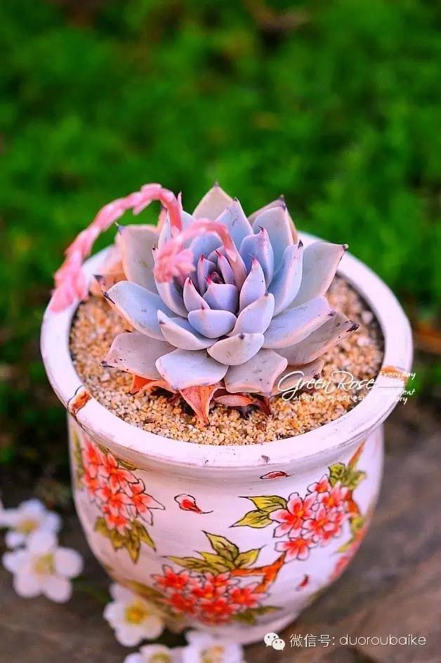 花瓣植物多肉怎么養_花瓣植物多肉圖片_多肉植物的花瓣