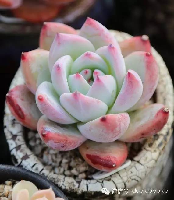 花瓣植物多肉圖片_花瓣植物多肉怎么養_多肉植物的花瓣