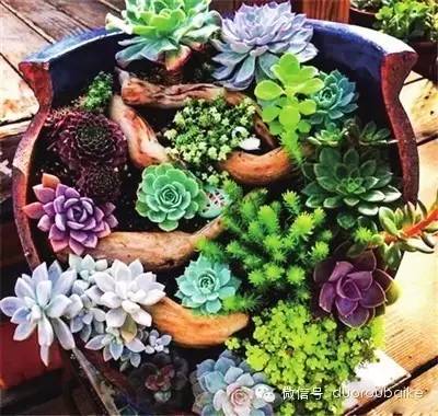 多肉植物的花瓣_花瓣植物多肉怎么養_花瓣植物多肉圖片