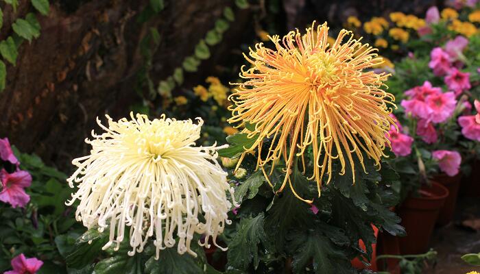 秋天的花卉_花卉秋天什么時候施肥_花卉秋天可以換土嗎