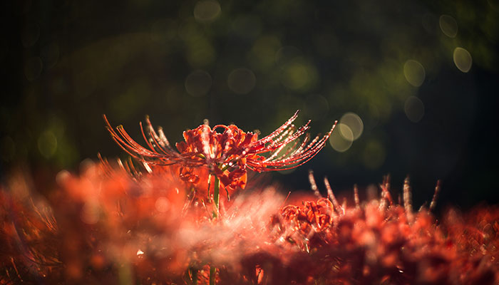 花卉秋天可以換土嗎_秋天的花卉_花卉秋天什么時候施肥