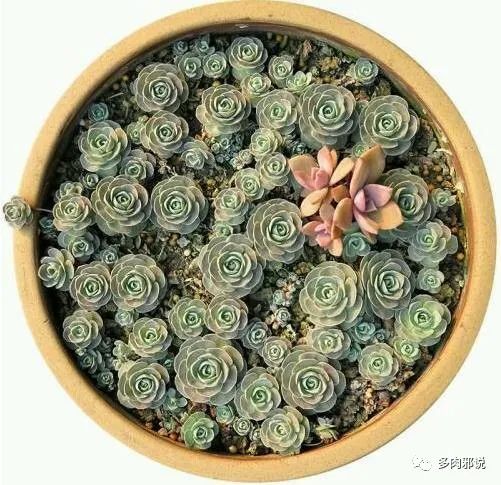 <strong>適合懶人的10種多肉植物，便宜又好養，一不小心還能爆盆</strong>