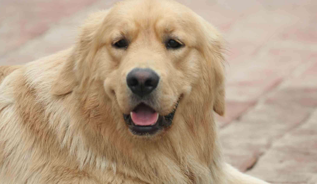 喂養幼犬金毛注意事項_喂養幼犬金毛多少錢_金毛幼犬怎么喂養
