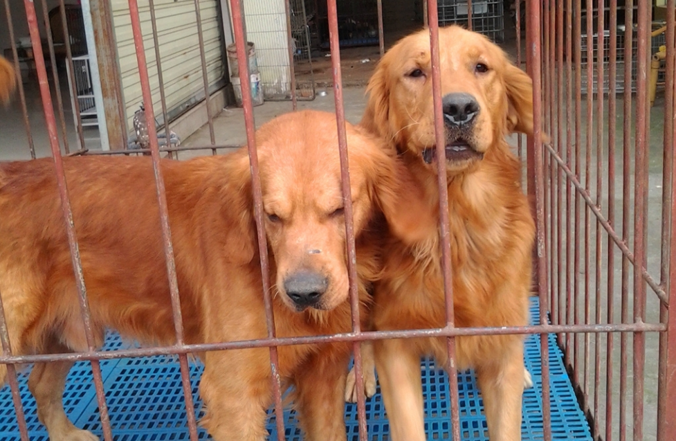喂養幼犬金毛多少錢_金毛幼犬怎么喂養_喂養幼犬金毛注意事項
