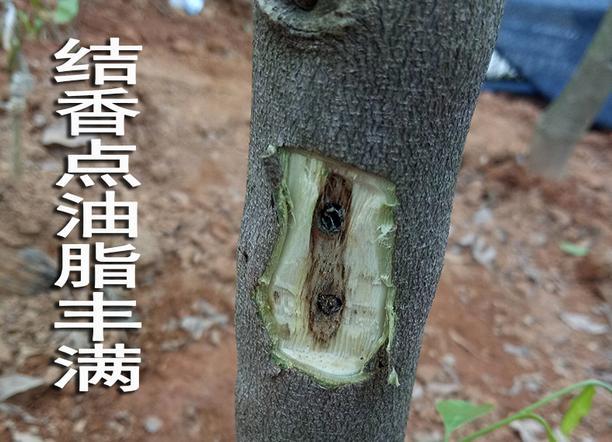 沉香樹結香后還能活嗎_沉香樹結的香是做什么用_沉香樹怎么才結沉香