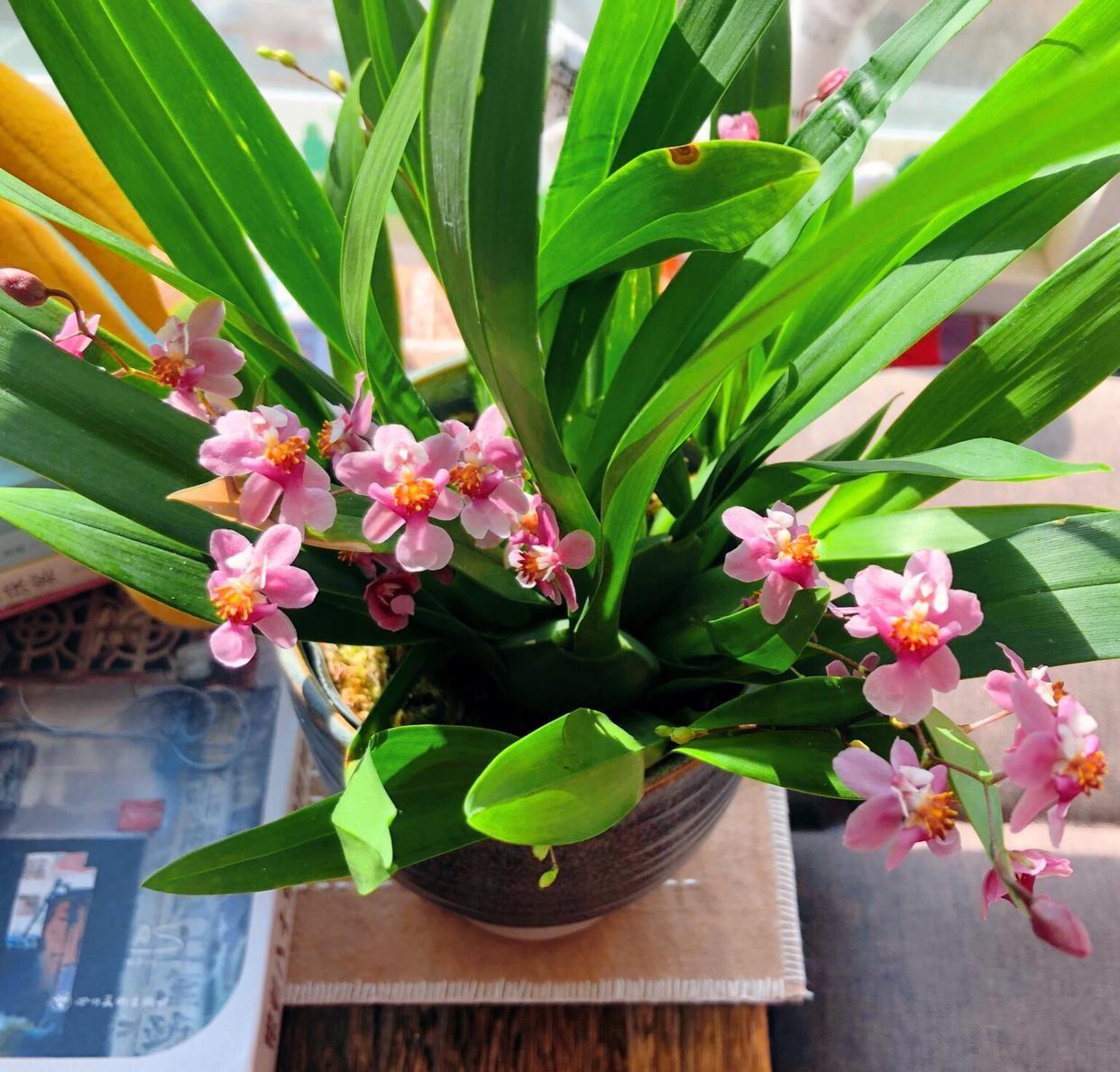 適合陽臺養(yǎng)的大型綠植_陽臺養(yǎng)大型綠植適合什么花_陽臺養(yǎng)大型綠植適合種什么花