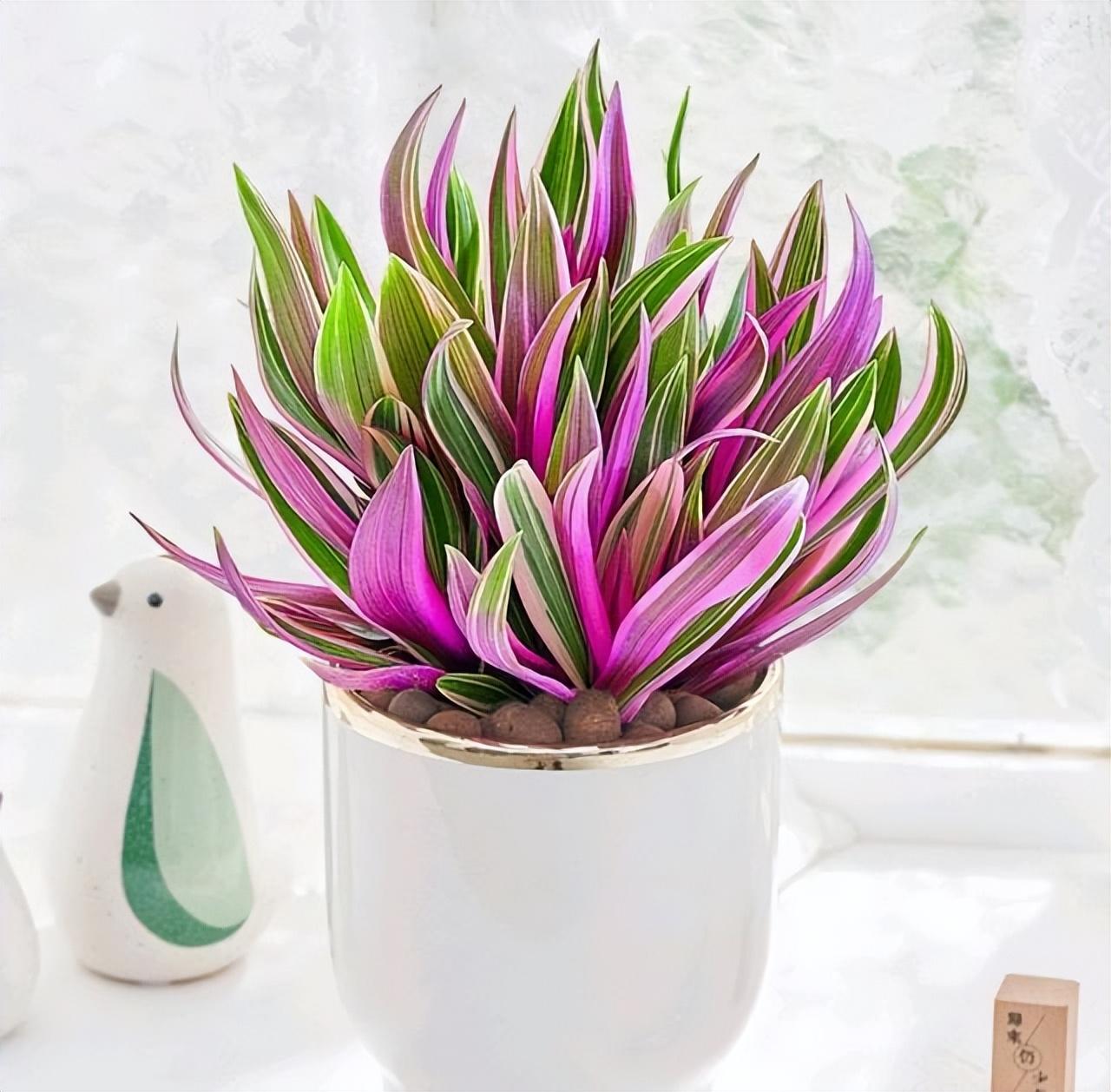 適合陽臺養(yǎng)的大型綠植_陽臺養(yǎng)大型綠植適合種什么花_陽臺養(yǎng)大型綠植適合什么花