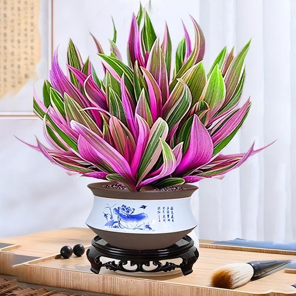 陽臺養(yǎng)大型綠植適合什么花_適合陽臺養(yǎng)的大型綠植_陽臺養(yǎng)大型綠植適合種什么花