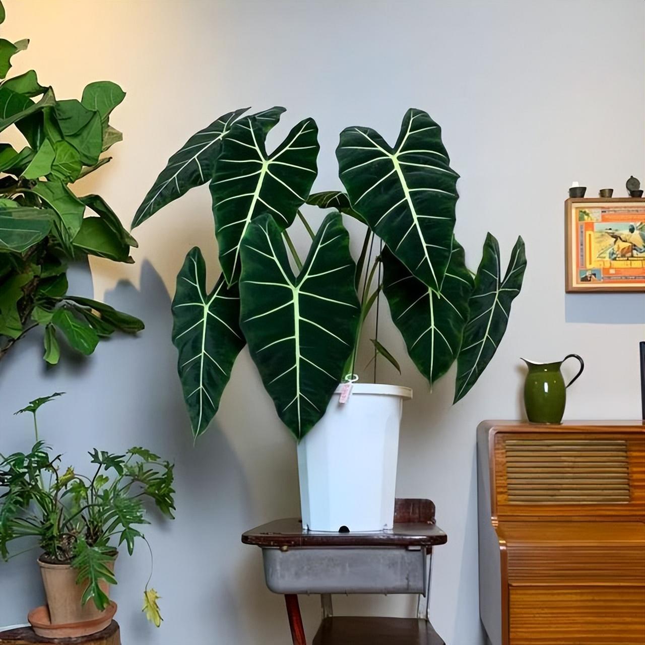 適合陽臺養(yǎng)的大型綠植_陽臺養(yǎng)大型綠植適合種什么花_陽臺養(yǎng)大型綠植適合什么花