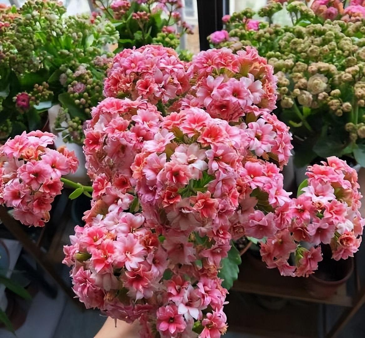 陽臺養(yǎng)大型綠植適合種什么花_陽臺養(yǎng)大型綠植適合什么花_適合陽臺養(yǎng)的大型綠植