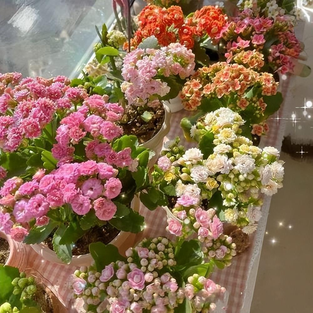 陽臺養(yǎng)大型綠植適合什么花_適合陽臺養(yǎng)的大型綠植_陽臺養(yǎng)大型綠植適合種什么花