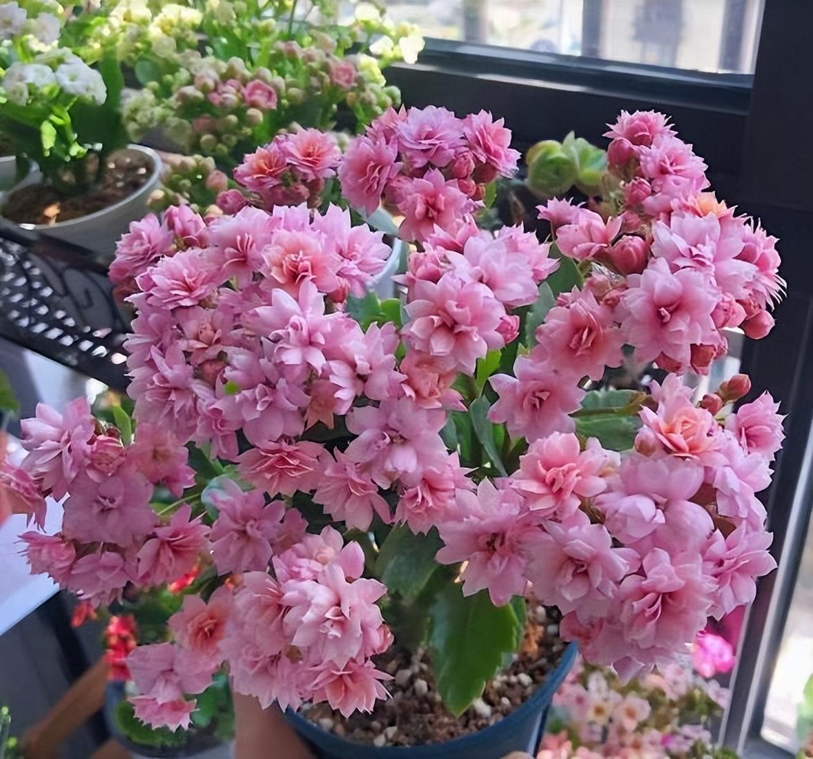 陽臺養(yǎng)大型綠植適合種什么花_陽臺養(yǎng)大型綠植適合什么花_適合陽臺養(yǎng)的大型綠植