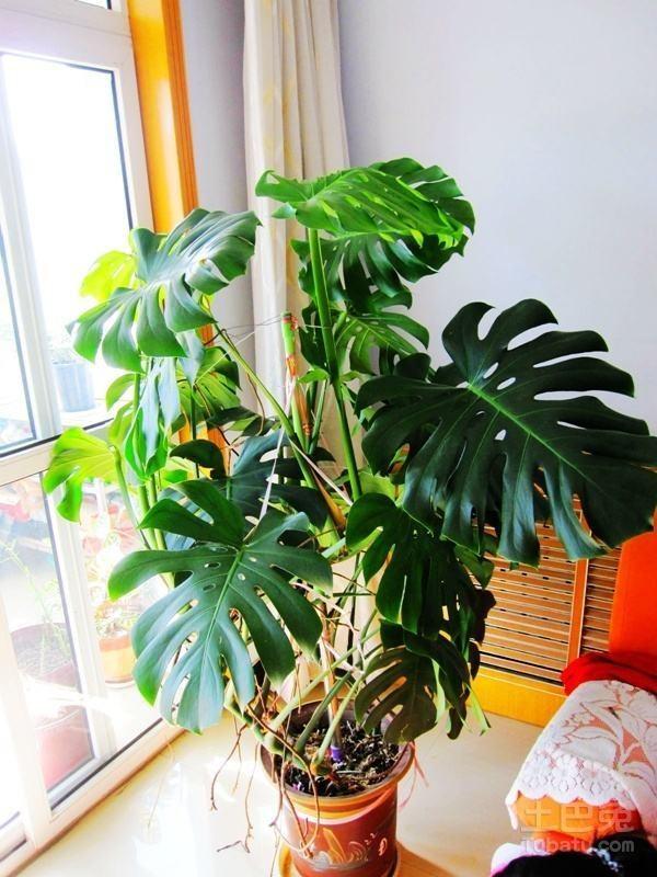 適合陽臺養(yǎng)的大型綠植_陽臺養(yǎng)大型綠植適合什么花_陽臺養(yǎng)大型綠植適合種什么花