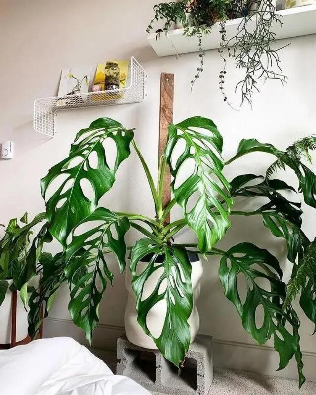 適合陽臺養(yǎng)的大型綠植_陽臺養(yǎng)大型綠植適合種什么花_陽臺養(yǎng)大型綠植適合什么花