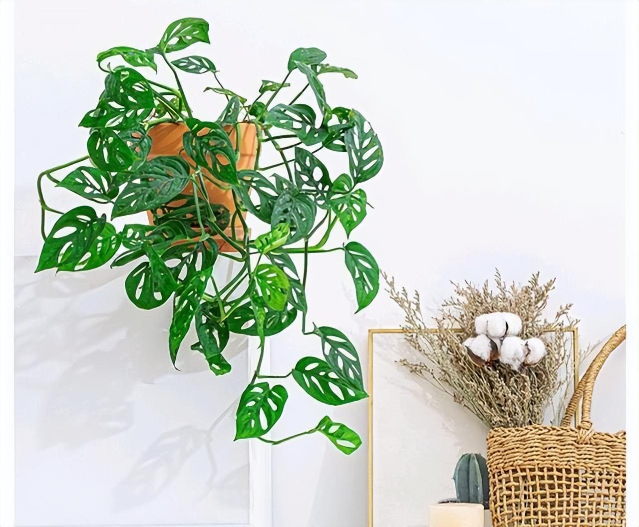 陽臺養(yǎng)大型綠植適合種什么花_適合陽臺養(yǎng)的大型綠植_陽臺養(yǎng)大型綠植適合什么花