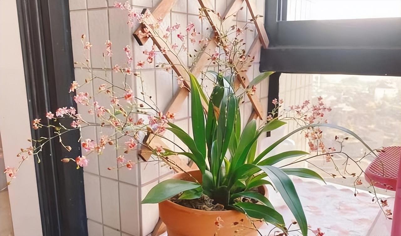 適合陽臺養(yǎng)的大型綠植_陽臺養(yǎng)大型綠植適合種什么花_陽臺養(yǎng)大型綠植適合什么花