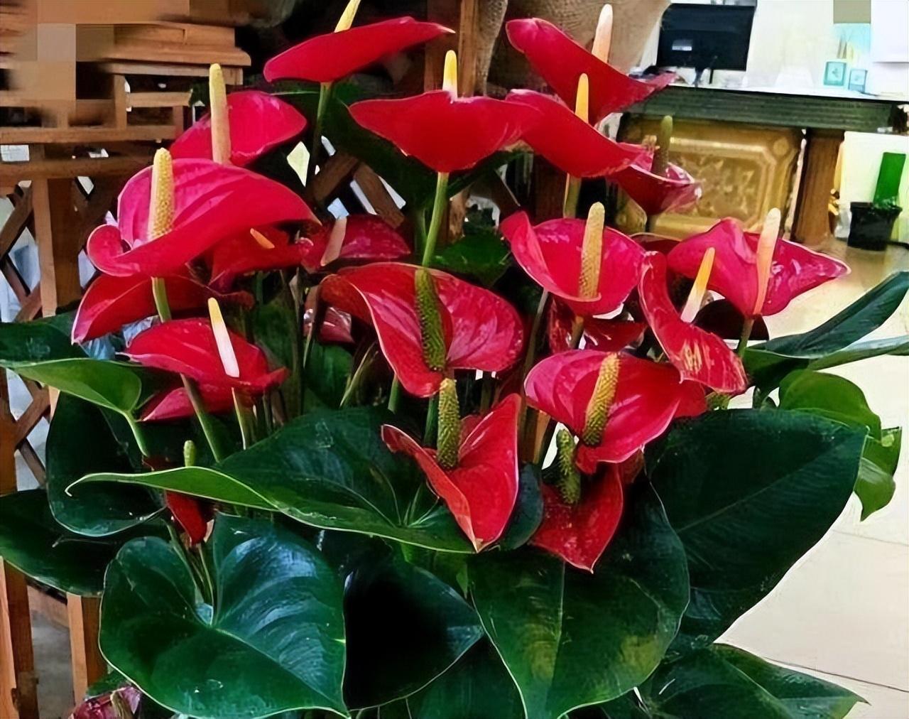 陽臺養(yǎng)大型綠植適合什么花_適合陽臺養(yǎng)的大型綠植_陽臺養(yǎng)大型綠植適合種什么花