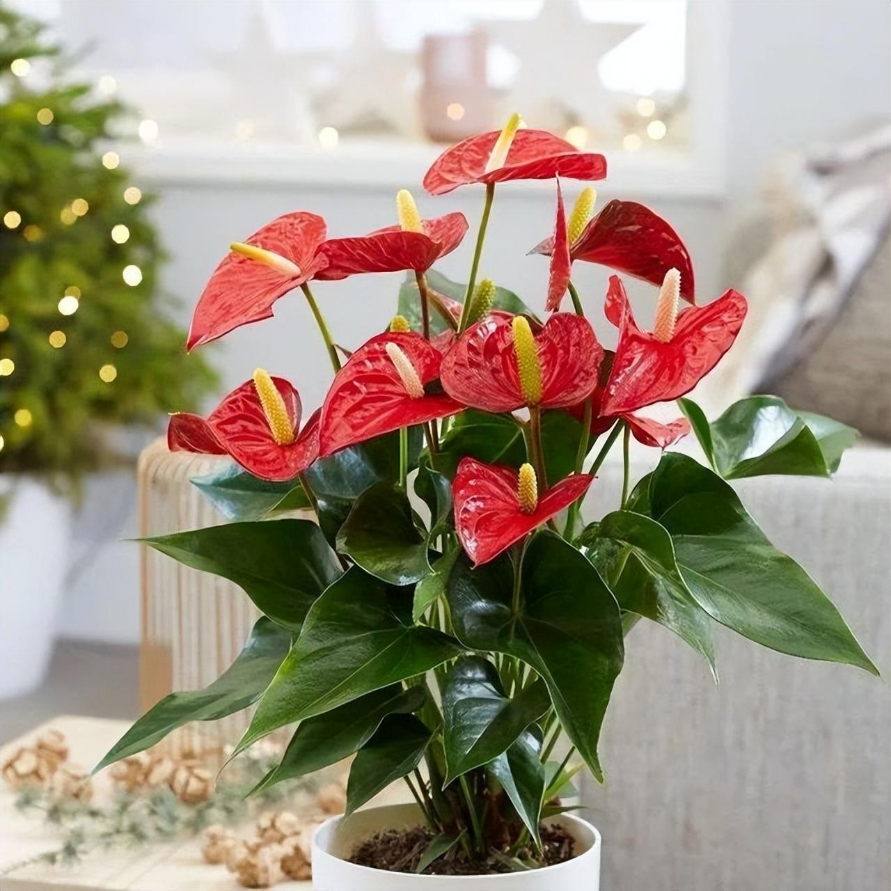 陽臺養(yǎng)大型綠植適合什么花_適合陽臺養(yǎng)的大型綠植_陽臺養(yǎng)大型綠植適合種什么花