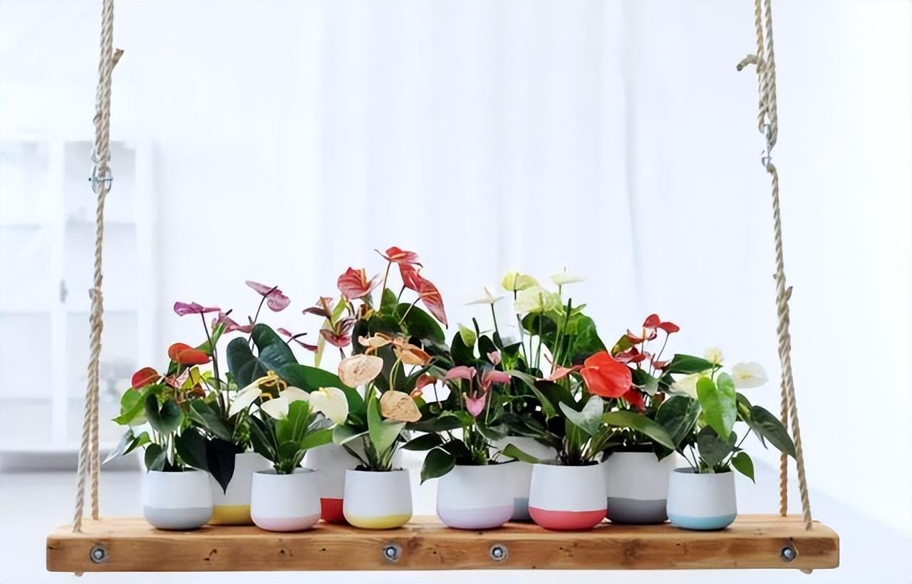 適合陽臺養(yǎng)的大型綠植_陽臺養(yǎng)大型綠植適合種什么花_陽臺養(yǎng)大型綠植適合什么花