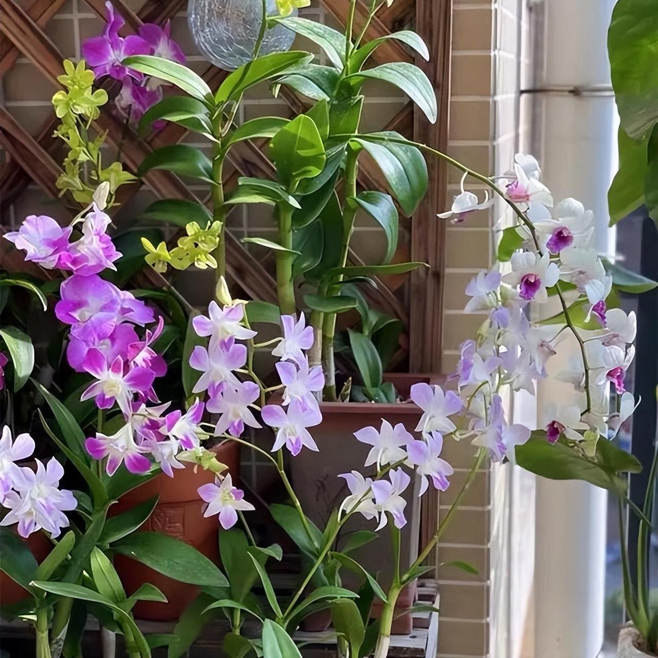 陽臺養(yǎng)大型綠植適合種什么花_適合陽臺養(yǎng)的大型綠植_陽臺養(yǎng)大型綠植適合什么花