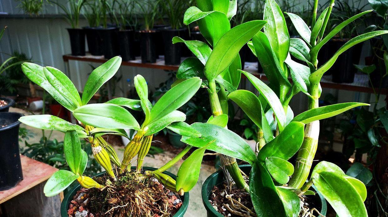 適合陽臺養(yǎng)的大型綠植_陽臺養(yǎng)大型綠植適合什么花_陽臺養(yǎng)大型綠植適合種什么花
