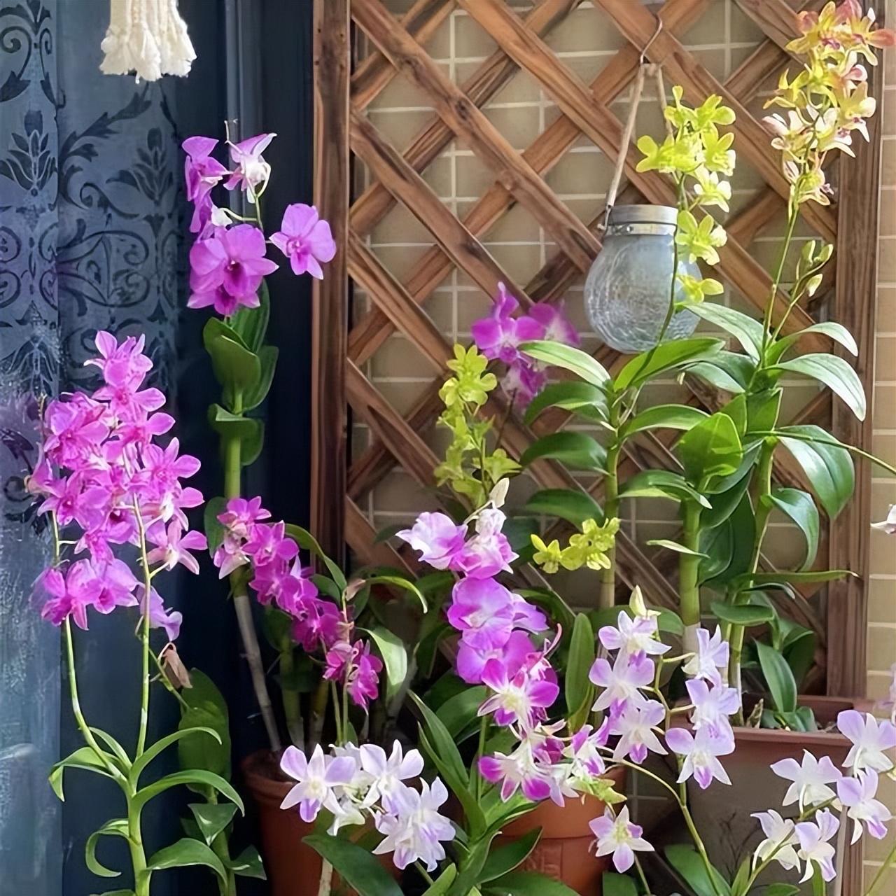 陽臺養(yǎng)大型綠植適合種什么花_適合陽臺養(yǎng)的大型綠植_陽臺養(yǎng)大型綠植適合什么花