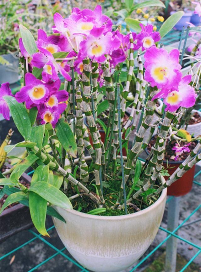 陽臺養(yǎng)大型綠植適合什么花_陽臺養(yǎng)大型綠植適合種什么花_適合陽臺養(yǎng)的大型綠植
