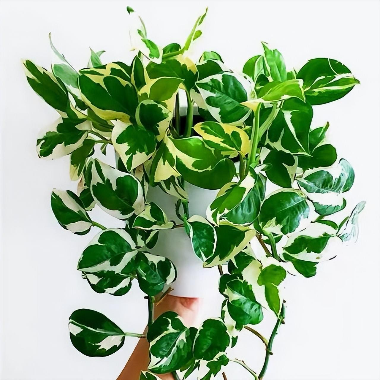陽臺養(yǎng)大型綠植適合種什么花_適合陽臺養(yǎng)的大型綠植_陽臺養(yǎng)大型綠植適合什么花