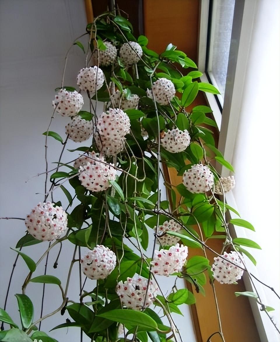 適合陽臺養(yǎng)的大型綠植_陽臺養(yǎng)大型綠植適合種什么花_陽臺養(yǎng)大型綠植適合什么花