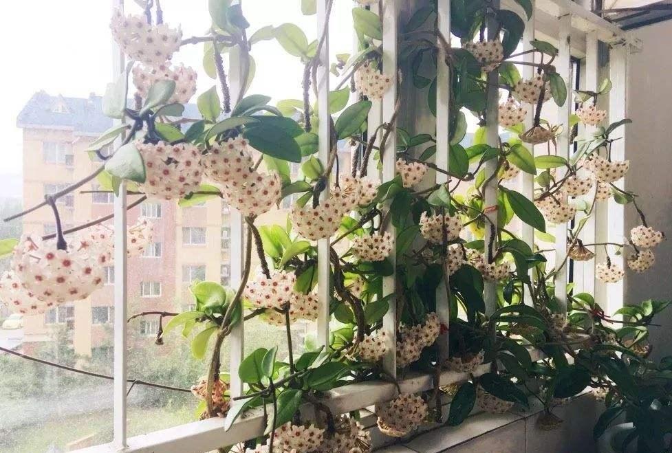 陽臺養(yǎng)大型綠植適合什么花_適合陽臺養(yǎng)的大型綠植_陽臺養(yǎng)大型綠植適合種什么花