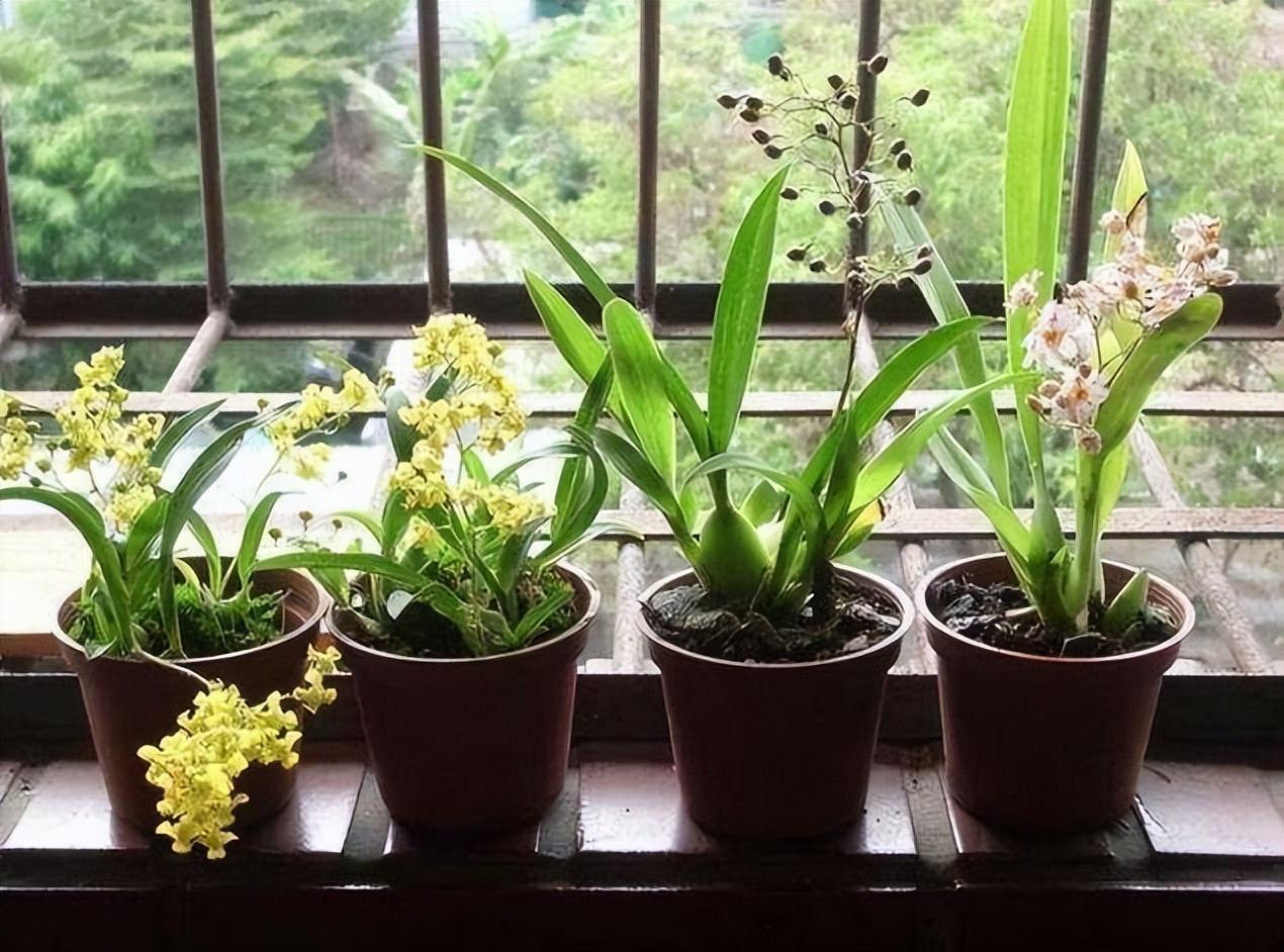 陽臺養(yǎng)大型綠植適合什么花_陽臺養(yǎng)大型綠植適合種什么花_適合陽臺養(yǎng)的大型綠植