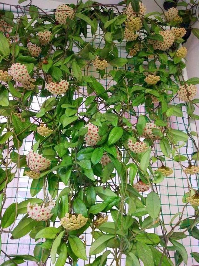 適合陽臺養(yǎng)的大型綠植_陽臺養(yǎng)大型綠植適合什么花_陽臺養(yǎng)大型綠植適合種什么花